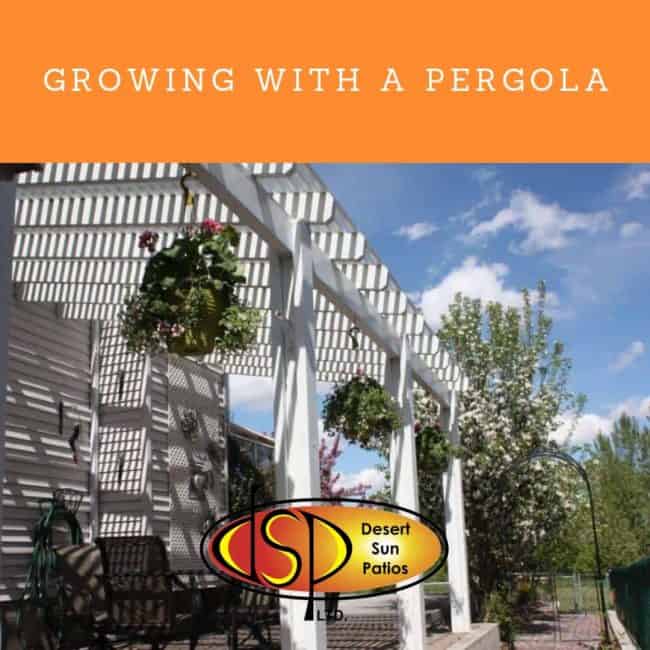Growing with a pergola Pergola Contractor in Calgary